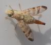 Terellia tussilaginis